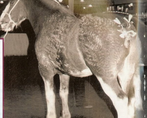 broodmare Doura Douglas's Delight (Clydesdale, 1976, from Doura Excelsior)