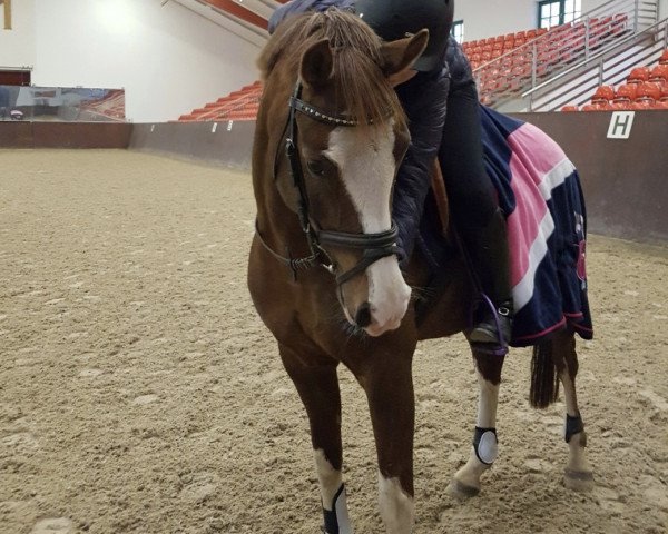 dressage horse Eloise 19 (German Riding Pony, 2005, from Eldorrado)