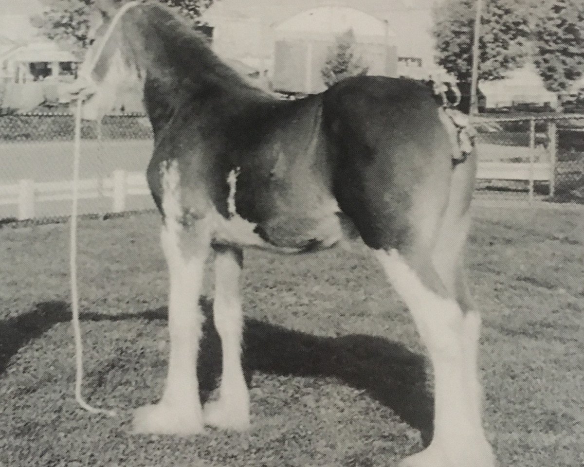 Fattrice Charming Destiny of Trieste (Clydesdale, 1996, di Ayton Perfection)