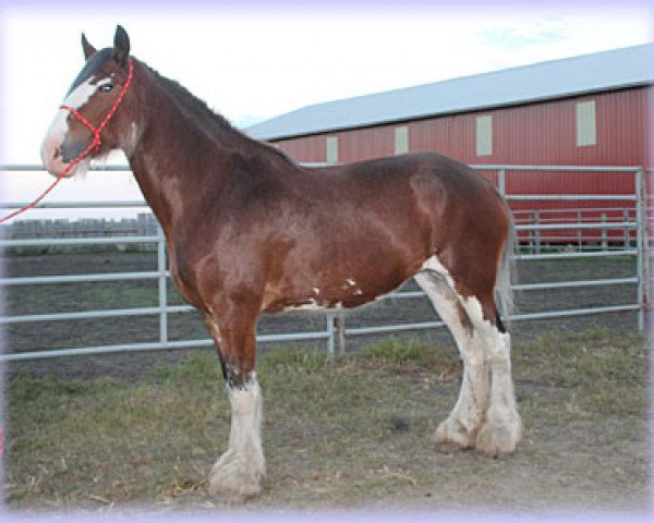 Zuchtstute 2S Maxton's Perfect Fantasy (Clydesdale, 2006, von Maple Stone Stuart Maxton)
