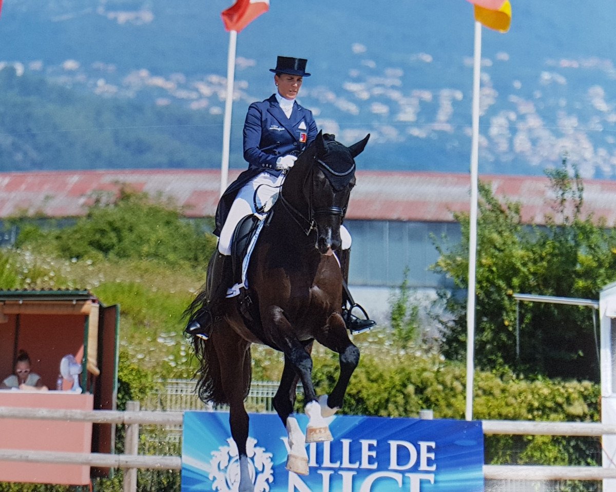 Dressurpferd Gb Londero V. Worrenberg (Schweizer Warmblut, 2009, von Londontime)