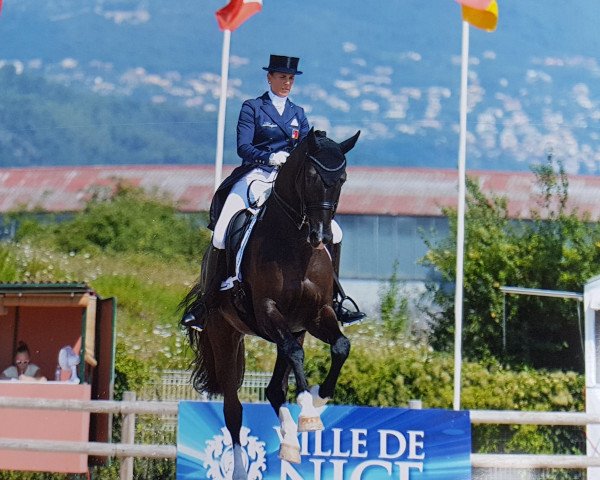 dressage horse Gb Londero V. Worrenberg (Swiss Warmblood, 2009, from Londontime)