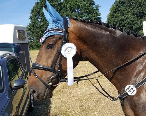 Springpferd Sir Cantaro (Westfale, 2013, von Serafino 32)