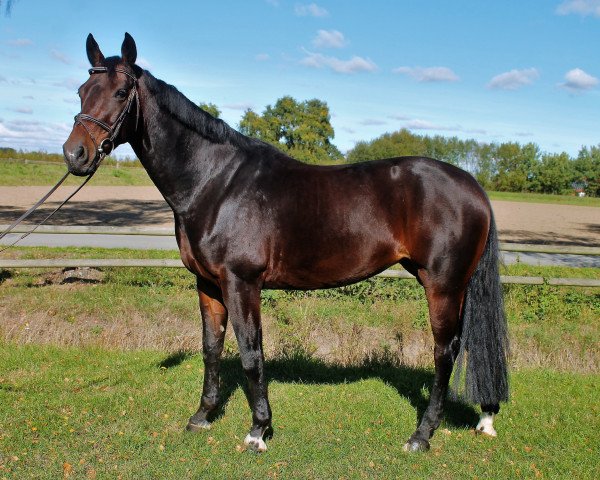 jumper Montendra (Hanoverian, 2009, from Monte Bellini)