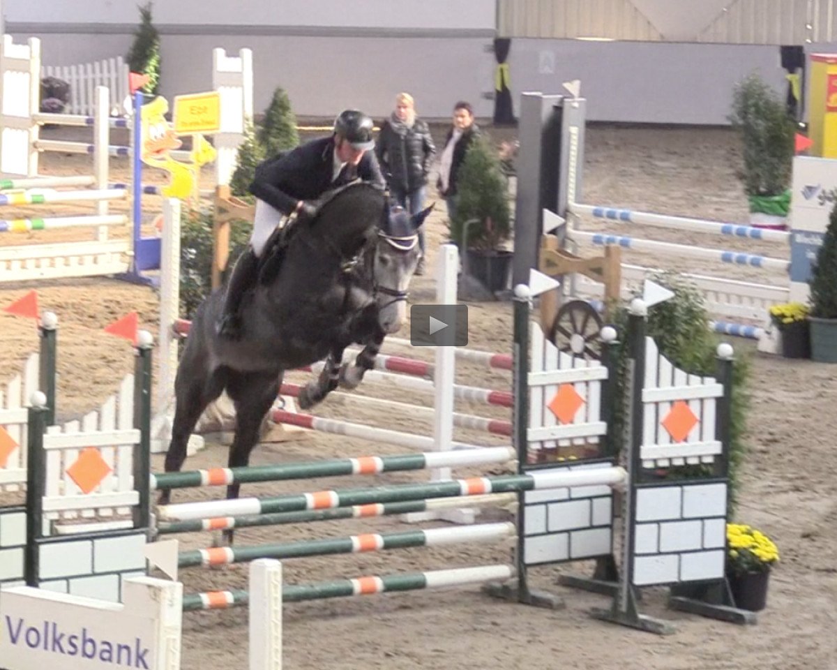 Springpferd Canasini (Holsteiner, 2014, von Canabis Z)