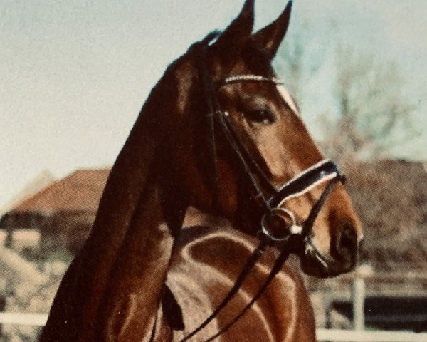 horse Franka Kalanga (Hanoverian, 2015, from Fürstbischof)