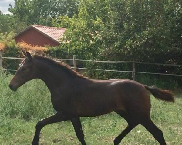 horse Dhimahi (Hanoverian, 2018, from Dimagico)