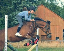 jumper Sweet Sunshine 4 (German Riding Pony, 2007, from Little Duke)