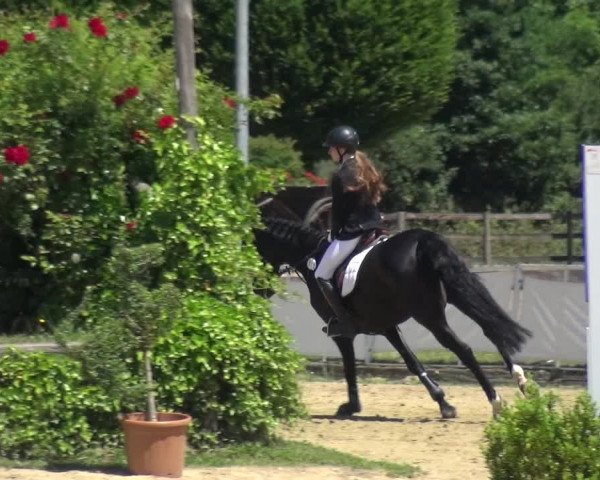 Reitturnier Frechen-Grefrath - Sonnenhof 2017