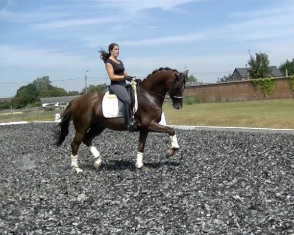horse Golden Adventure (KWPN (Royal Dutch Sporthorse), 2011, from Krack C)
