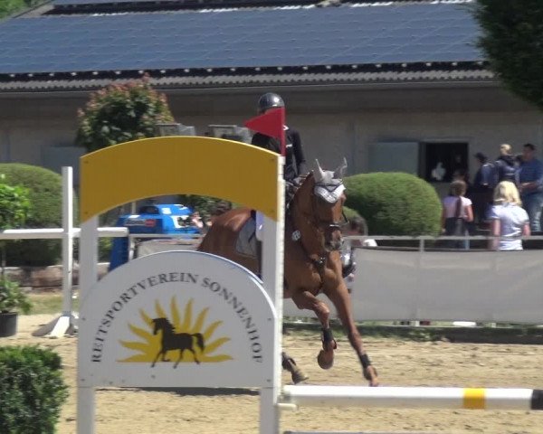 Reitturnier Frechen-Grefrath - Sonnenhof 2017