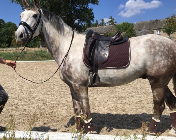 dressage horse Ohne Gleichen 6 (German Sport Horse, 2012, from Octavio)