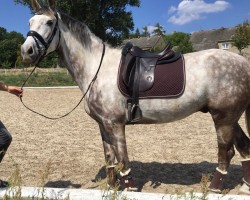 dressage horse Ohne Gleichen 6 (German Sport Horse, 2012, from Octavio)