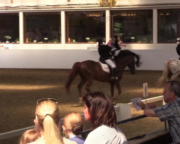 Reitturnier Borken 2017