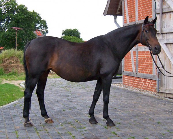 broodmare Diana (Noble Warmblood, 1986, from Dobrock) broodmare Diana (Noble Warmblood, 1986, from Dobrock)