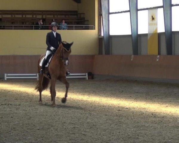 Reitturnier Frechen-Grefrath - Sonnenhof 2017