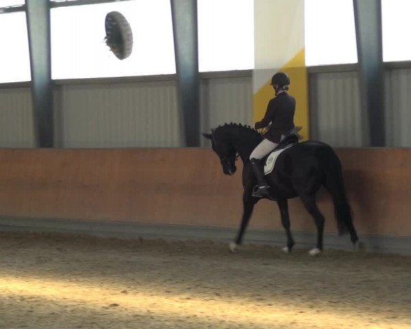 Reitturnier Frechen-Grefrath - Sonnenhof 2017
