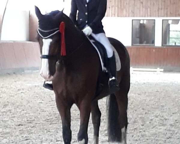Springpferd Company 3 (Holsteiner, 2008, von Carpaccio) Springpferd Company 3 (Holsteiner, 2008, von Carpaccio)