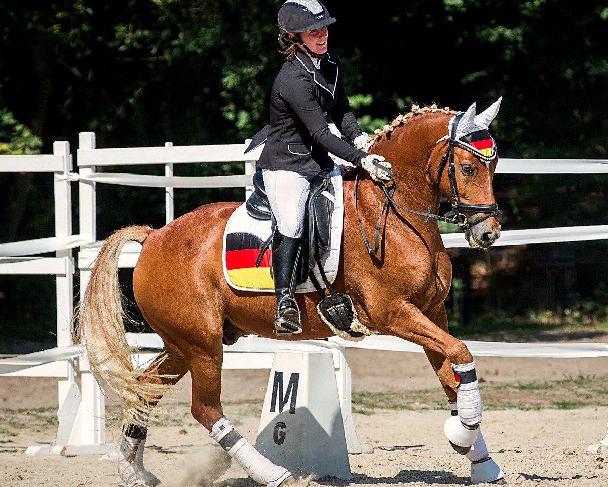 Dressurpferd Dumbledore 83 (Deutsches Reitpony, 2011, von Donatelli)
