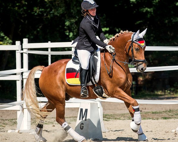 dressage horse Dumbledore 83 (German Riding Pony, 2011, from Donatelli)