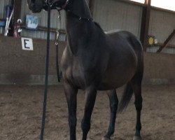 Cavallo Ebony Rose (Hannoveriano, 2014, di Element)