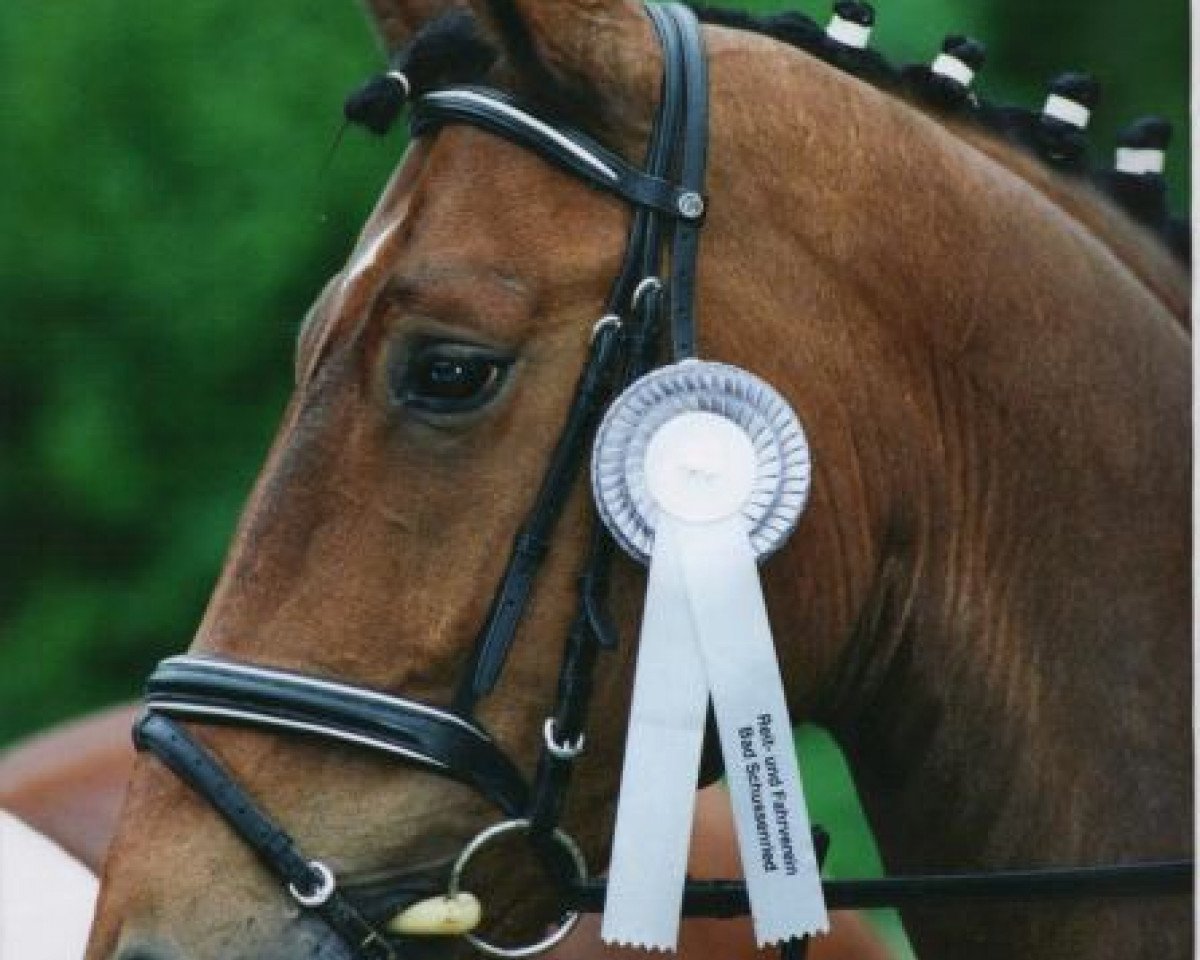 Pferd Rosario 28 (Bayer, 1991, von Raueck I)
