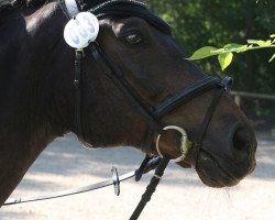 dressage horse Frederic 130 (Oldenburg, 2004, from Florencio I)