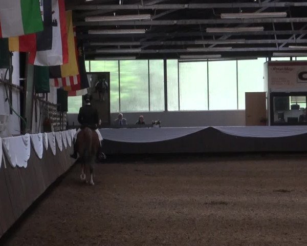 Reitturnier Bochum-Nord 2017