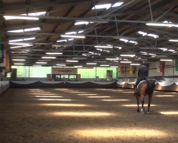 Reitturnier Bochum-Nord 2017
