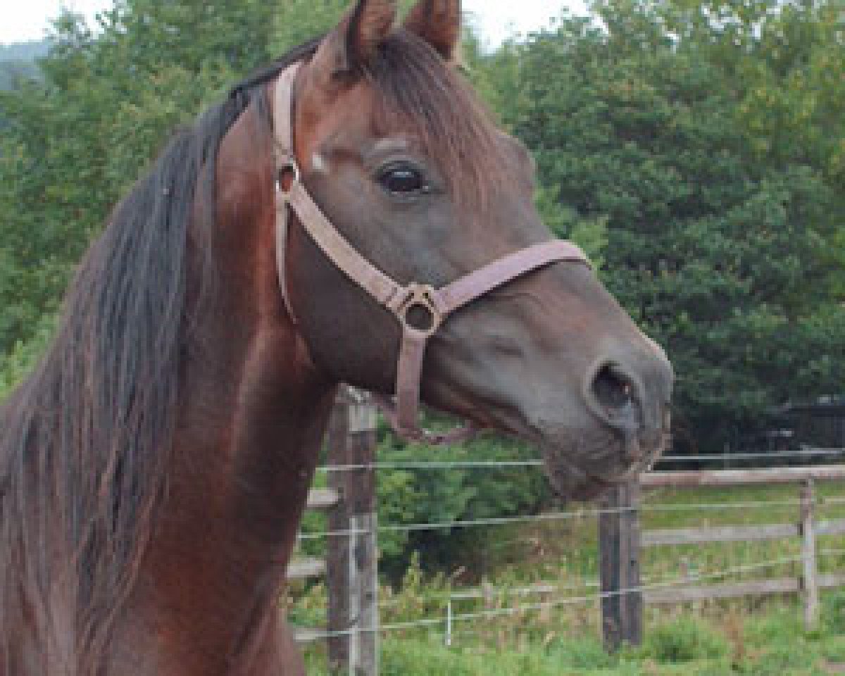 stallion Hadban XXVII-3 (Shagya Arabian, 1987, from Hadban XXVII)
