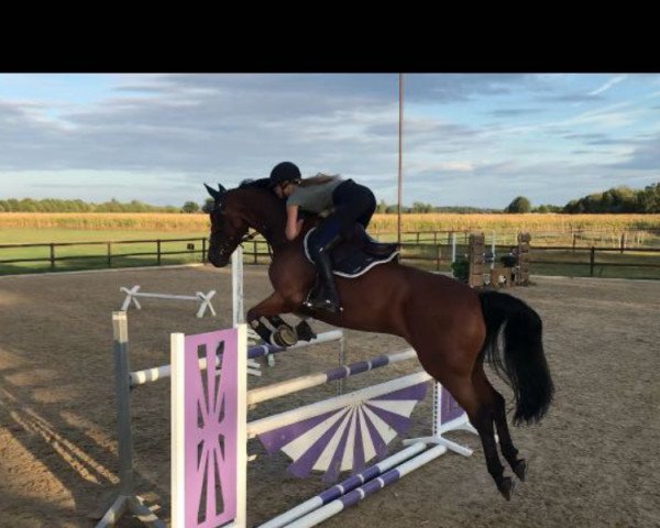 jumper Full Time 7 (KWPN (Royal Dutch Sporthorse), 2010, from Ultimo)