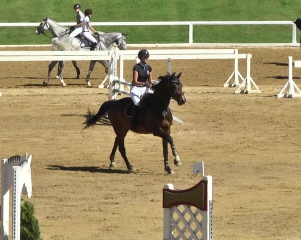 Reitturnier Schwaiganger 2017