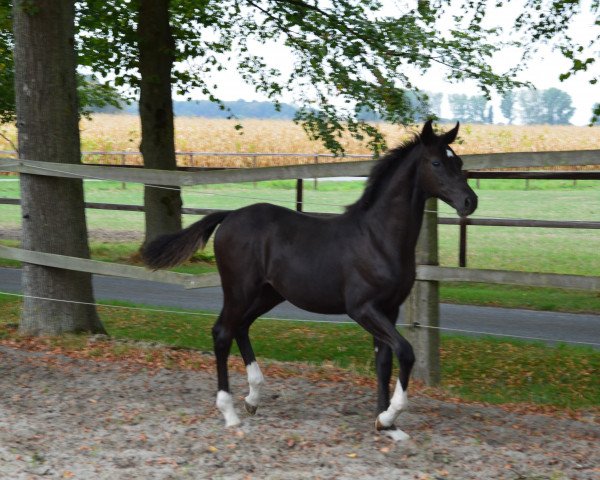 Pferd D' Avicci (Westfale, 2018, von Da Vinci Code 6)