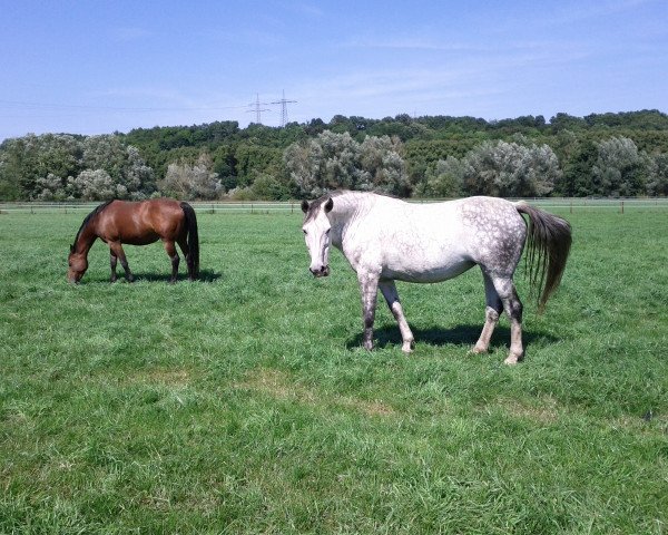 broodmare Top Folia (Holsteiner, 2003, from Calato)