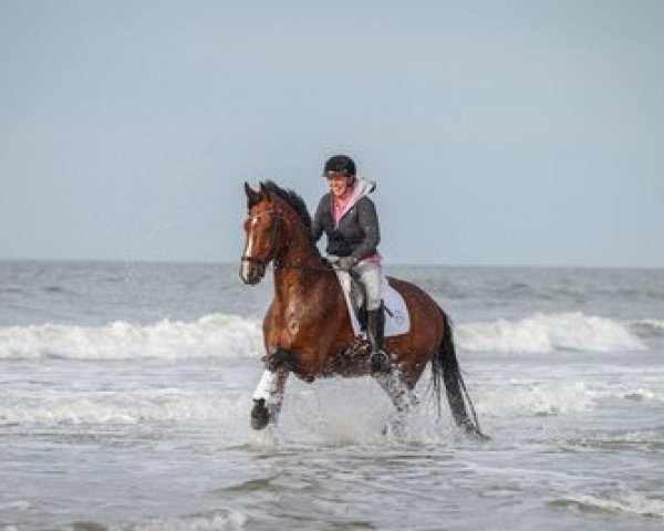 dressage horse Esteban 23 (Westphalian, 2008, from Estobar NRW)