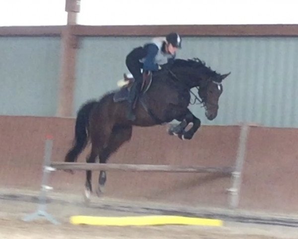 Cavallo da Dressage Quality's Amira (Hannoveriano, 2011, di Quality 9)