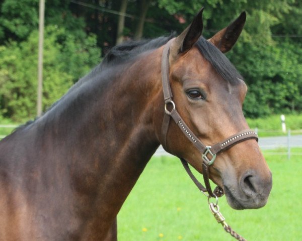 horse Roségold G (Oldenburg, 2013, from Rosengold)