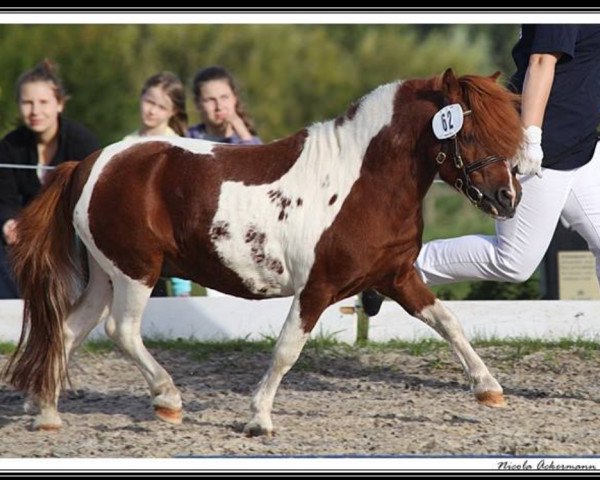 Deckhengst Silbersee's Opal (Dt.Part-bred Shetland Pony, 2001, von Orpheus)