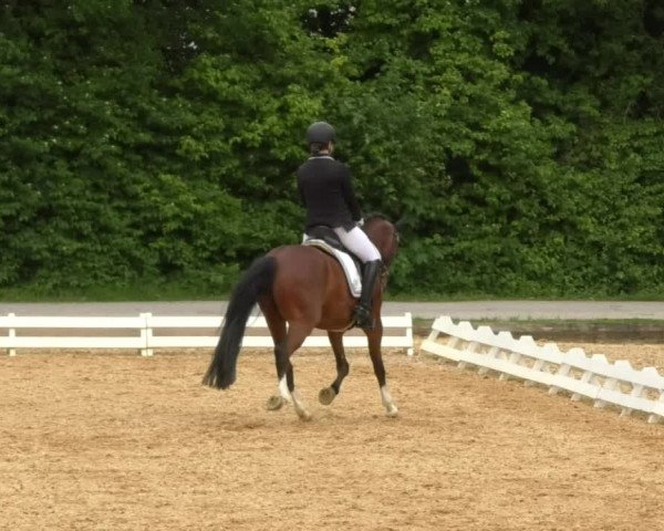 Reitturnier Schwaiganger 2017