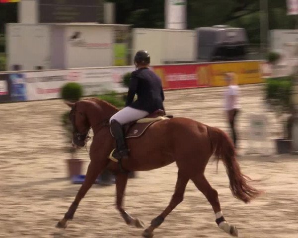 Reitturnier Detmold-Remmighausen 2017