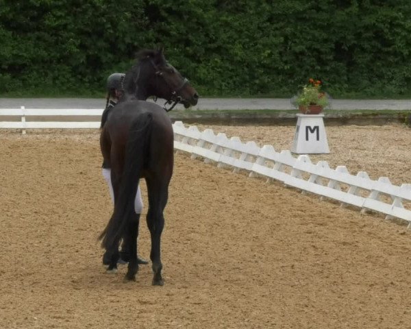Reitturnier Schwaiganger 2017