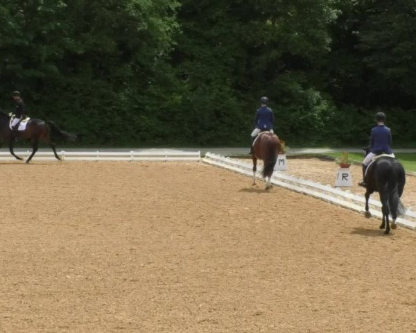 Reitturnier Schwaiganger 2017