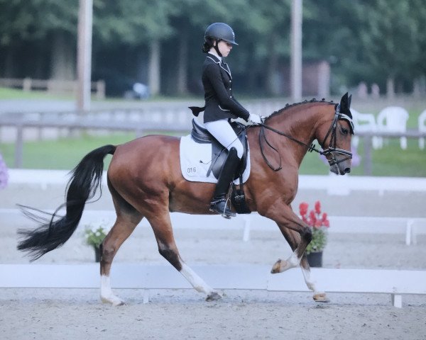 dressage horse Hol.Marengo (German Riding Pony, 2002, from Horsegate Minstrel)