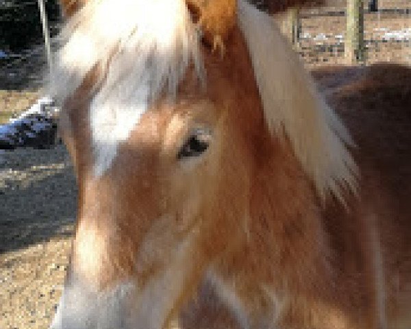 horse Nandor (9,77% ox) (Edelbluthaflinger, 2017, from Narius)