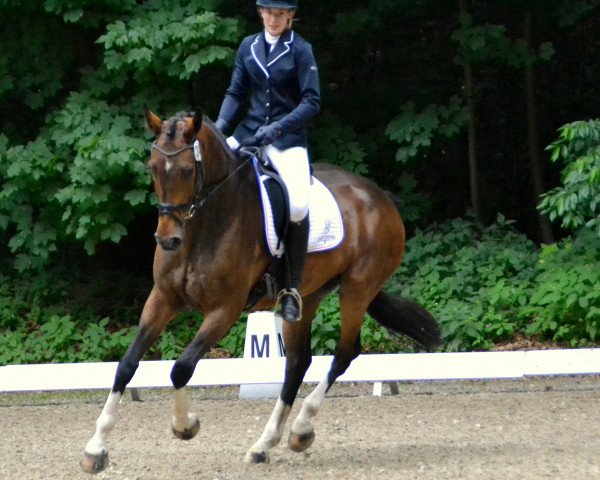 dressage horse Larry Boy 6 (Holsteiner, 2012, from Larimar) dressage horse Larry Boy 6 (Holsteiner, 2012, from Larimar)
