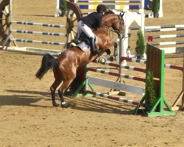 Reitturnier Schwaiganger 2017