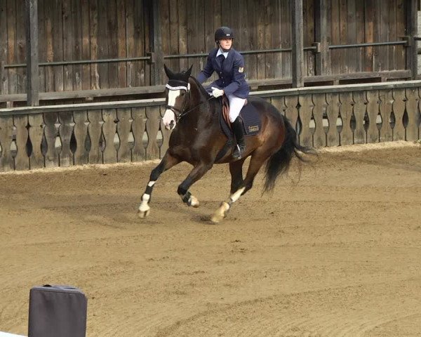 Reitturnier Schwaiganger 2017