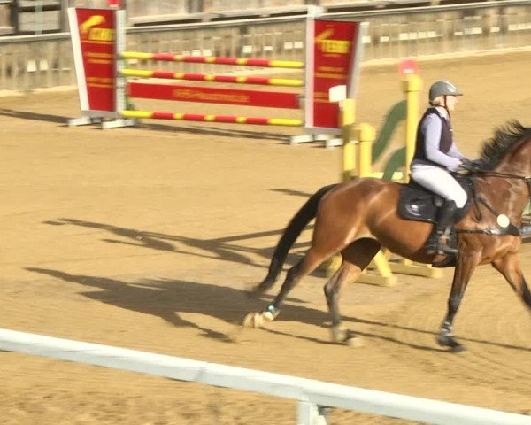 Reitturnier Schwaiganger 2017