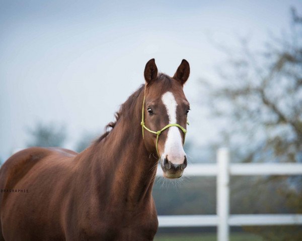 horse Determann MVS (Oldenburg, 2013, from Dioptas)