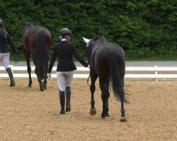 Reitturnier Schwaiganger 2017